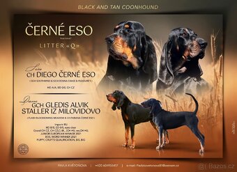 Black and Tan Coonhound s PP FCI - 8