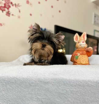 Yorkshire terrier, jork, jorkšírsky terier s PP - 8