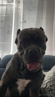 Cane Corso Ke Krytí s PP - 8
