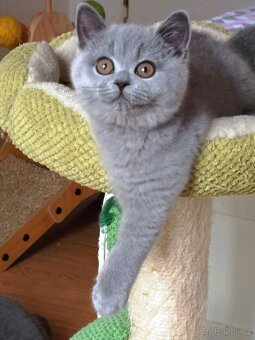 Britská modrá koťata s PP - 8