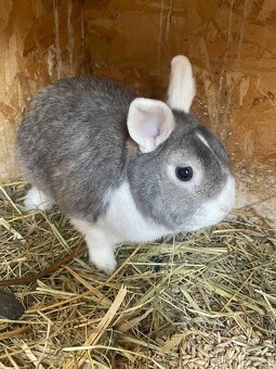 Zakrslý králík - 8