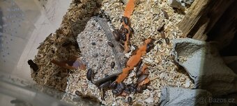 Šváb Argentinský (Blaptica dubia) - 8