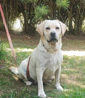 Labrador s PP, nádherná dvě světlá štěňátka, kluci - 8