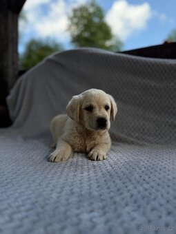 Labrador, štěňátka - 8