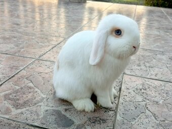 Volná samička - Anglický Zakrslý Beránek MiniLop🍑🧡🤍 - 8