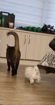 Maltézský psík - maltézáček- pejsek - 8