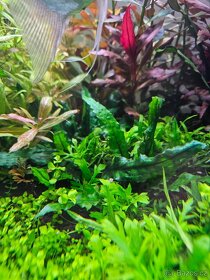Akvarijní rostliny - 8