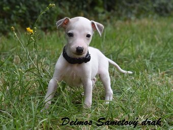 Whippet s PP (FCI) - 8