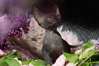 Sphynx - 8