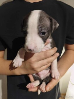 Štěňátka - americký pitbull - 8