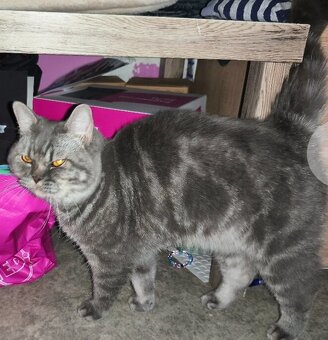 Predám Britské mačiatko - 8