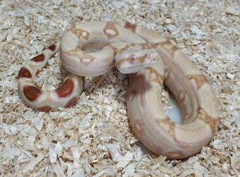 Boa imperator- Sharp Sunglow 66% het Sterling,Hypo Sterling - 8