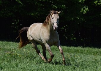 Připouštění AQH plemenným hřebcem Classic Champagne - 8