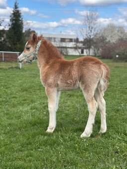 Welsh mountain pony - hřebeček - 8
