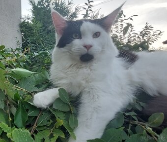 Mainska myvalia, Mainne coon,Mco mainský - 8