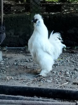 Kohout Hedvábnička vousatá - 8