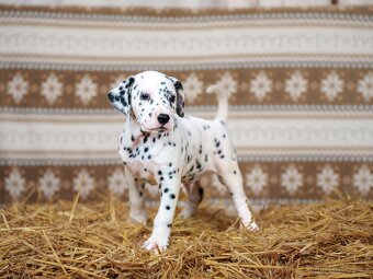 Prodej štěňátek - Dalmatin - 8