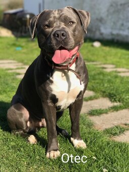 Americký stafordšírský teriér, staford modrý, amstaff - 8