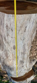 Dutý kmen jilm horský - 8