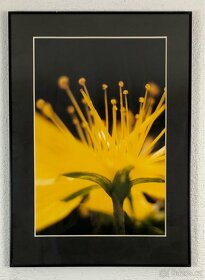 obraz - fotografie - 8