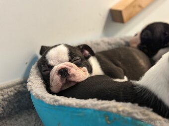 Boston Terrier - 8