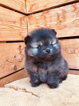 Pomeranian s PP/ FCI - 8