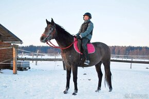 Kobylky Shagya Arab a ČT - pro sport, rekreaci i chov - 8