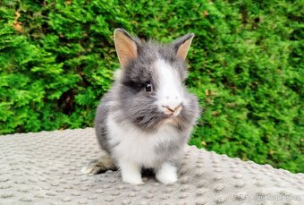 Zakrslý králík, králíček -(lvíček)-TIMMY - 8
