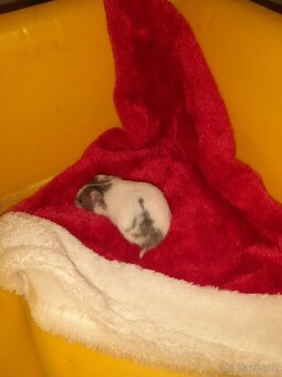 Křeček syrský - 8