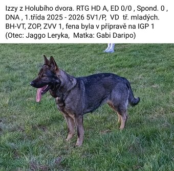 Německý ovčák - 8