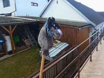 Hobby horse - 8