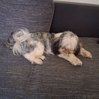 Prodám pejsky shih-tzu,shi-tzu, 1roční, čipovaný - 8