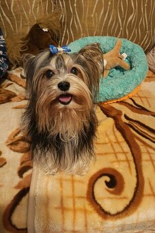 Jorkšírský teriér s PP - Spaltbiewer - 8