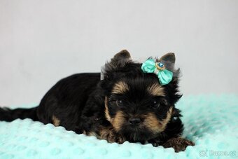 jorkšírský terrier s PP (Colorful) - 8