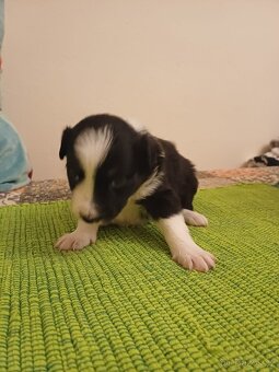 Štěňata Border Kolie - 8