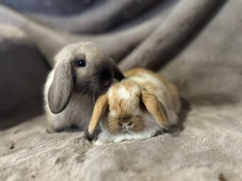 Minilop zakrslý kralíček - 8