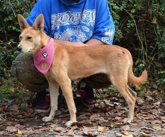 DELI K ADOPCI - 1,5 ROKU, KLIDNÁ, KŘEHKÁ DUŠIČKA - 8
