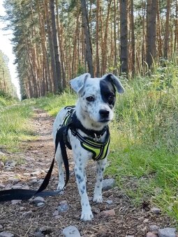 LAKY K ADOPCI - malý usměvavý mazel - 8