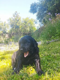FENKA- KŘÍŽENEC, BERNSKÝ SALAŠNICKÝ X LABRADOR - 8