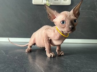 Sphynx - 8