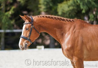 5letá klisna do parkuru, Conquistador x Baloubet du Rouet - 8