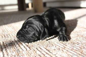 Německý krátkosrstý ohař - 8