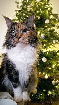 Mainská mývali bez PP - 8