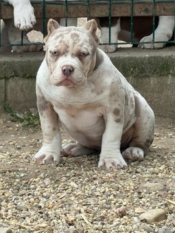 Na predaj American Bully - 8