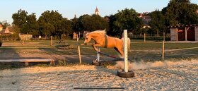 český sportovní pony 1 rok - 8