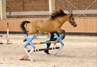 AMHA/ minihorse-valach - 8