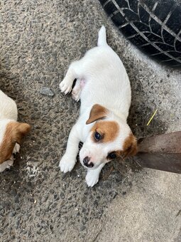 Štěňata Jack Russell teriér - 8