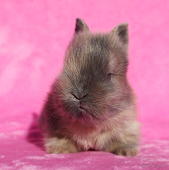 Zakrslý krátkouchý králíček lví samička . - 8