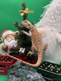 Agama Vousatá-Nejkrásnější mláďata sezóny - 8