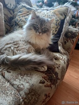 Ragdoll koťatka mačiatka - 8